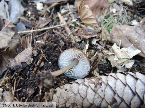 Mycena strobilicola