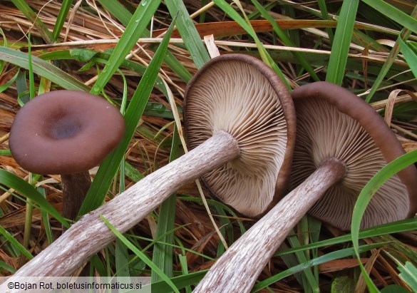 Pseudoclitocybe cyathiformis