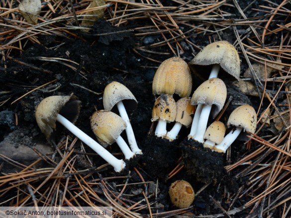 Coprinellus bipellis