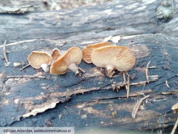 Panellus stipticus