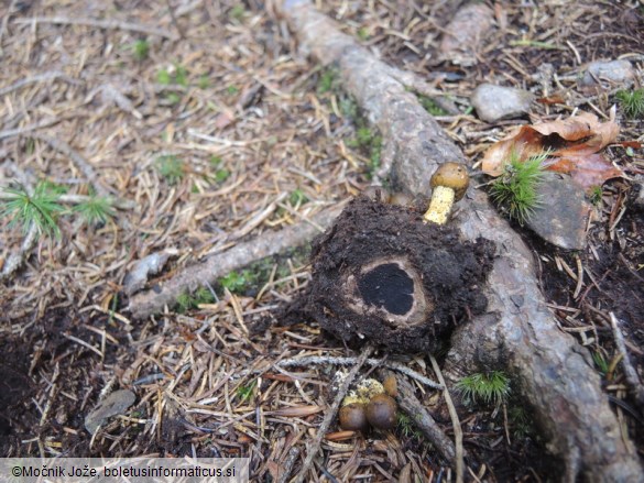 Tolypocladium capitatum