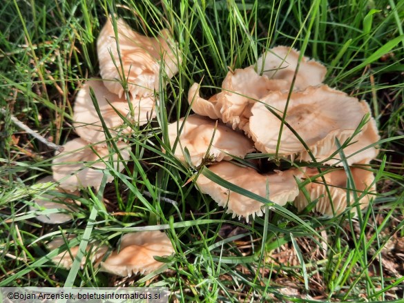 Marasmius oreades