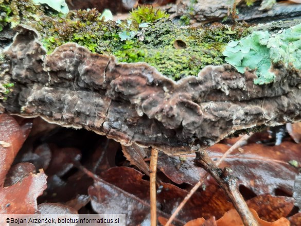 Porostereum spadiceum