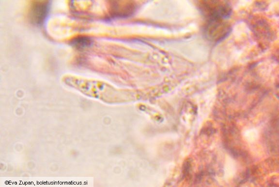 Lignomyces vetlinianus