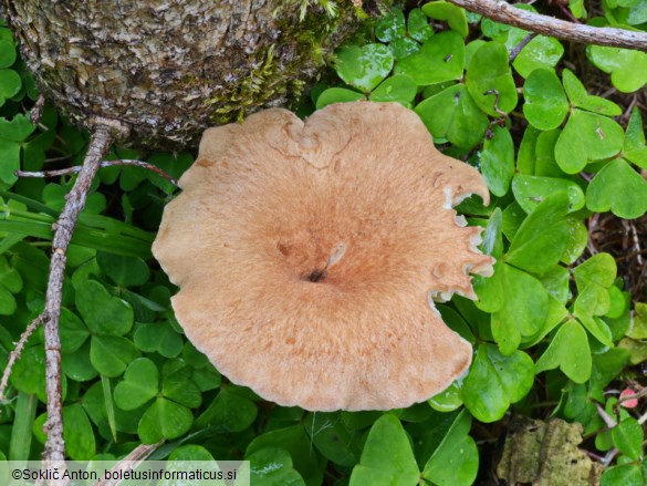 Clitocybe squamulosa