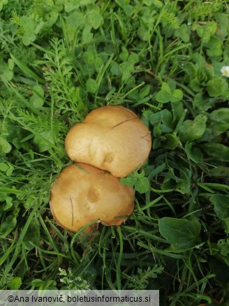 Suillus granulatus