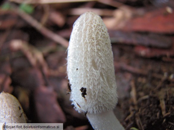 Coprinopsis lagopus