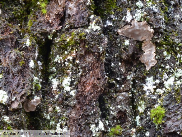 Aleurodiscus disciformis