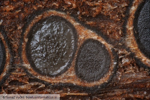 Massaria conspurcata