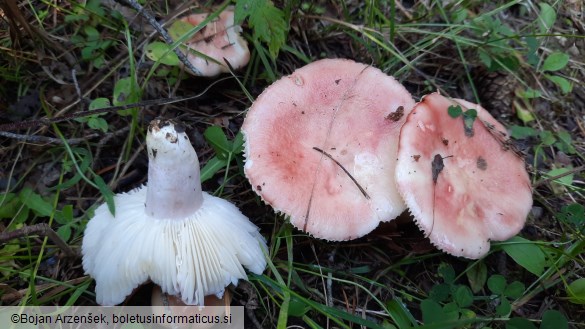 Russula sanguinaria