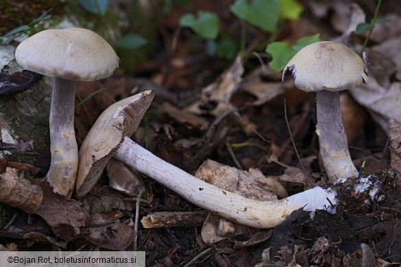 Cortinarius lucorum