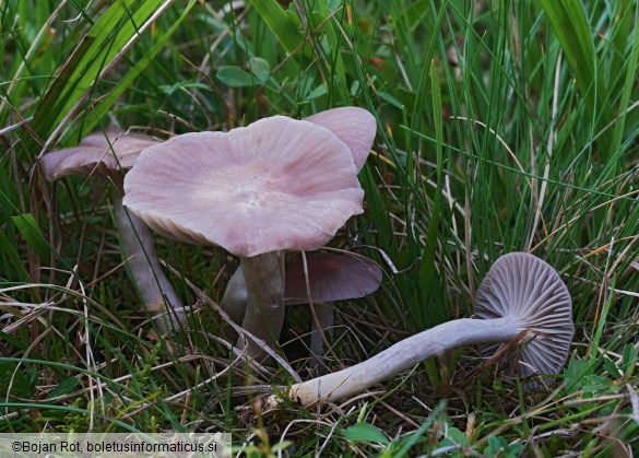 Cuphophyllus canescens