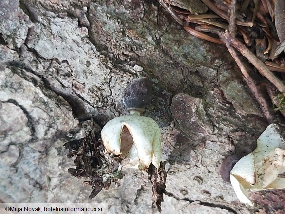 Geastrum quadrifidum