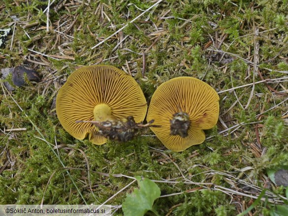 Cortinarius cinnamomeus