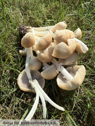 Psathyrella leucotephra