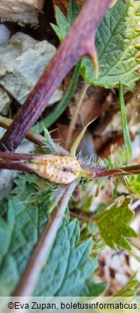 Puccinia urticata