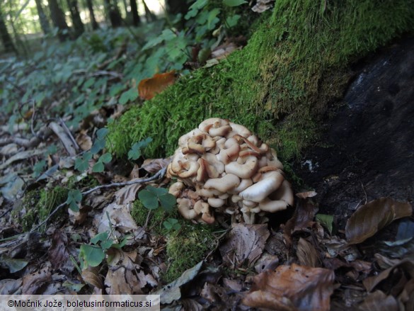 Lentinellus cochleatus var. inolens