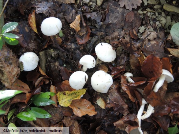 Hygrophorus eburneus