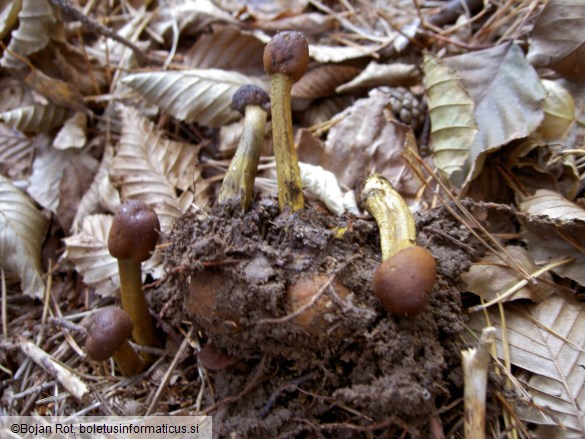 Tolypocladium capitatum