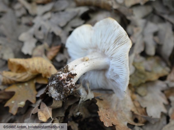 Tricholoma basirubens