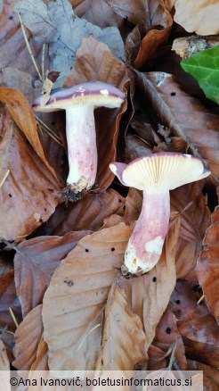 Russula violeipes