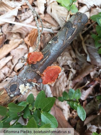 Pycnoporus cinnabarinus