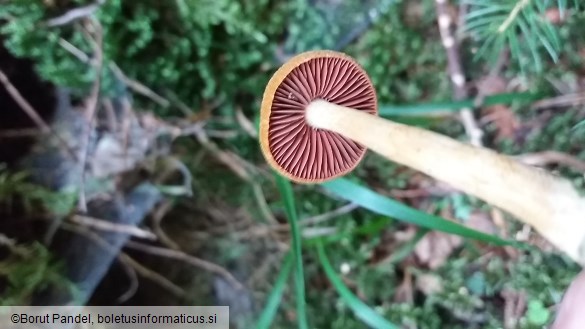 Cortinarius semisanguineus