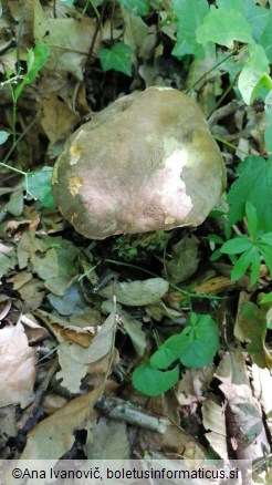 Boletus appendiculatus