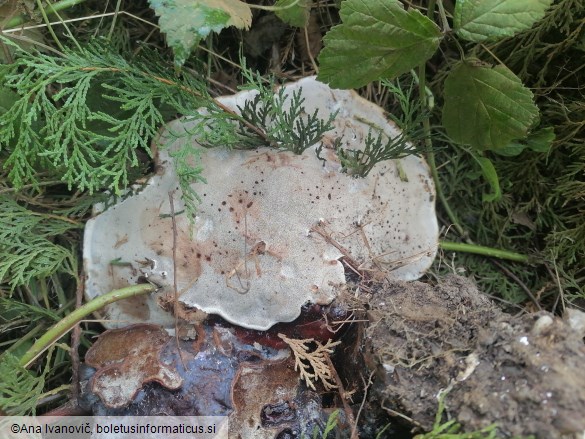 Ganoderma carnosum