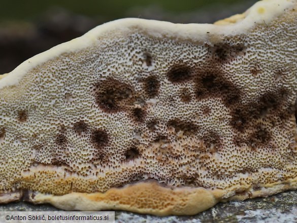 Antrodiella mentschulensis