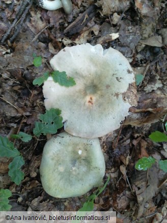 Russula aeruginea