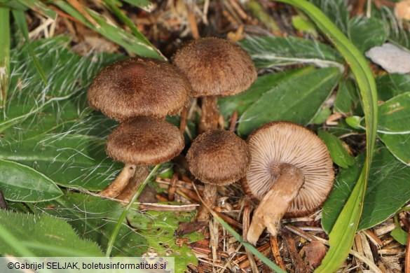 Inocybe cincinnata