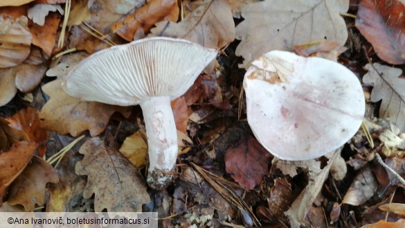 Hygrophorus russula