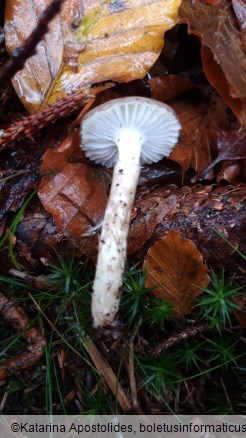 Hygrophorus olivaceoalbus