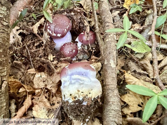 Cortinarius praestans