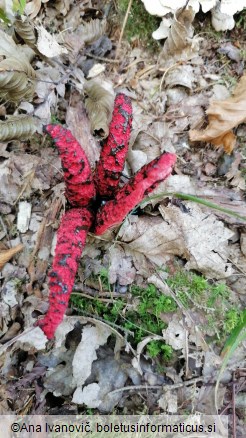 Clathrus archeri