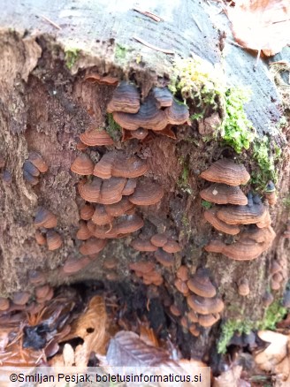 Hymenochaete rubiginosa