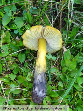 Hygrocybe conica