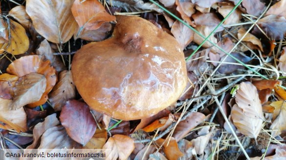 Suillus luteus