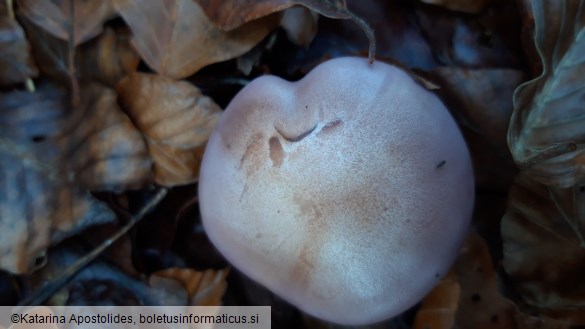 Lepista nuda