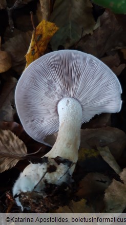Lepista glaucocana