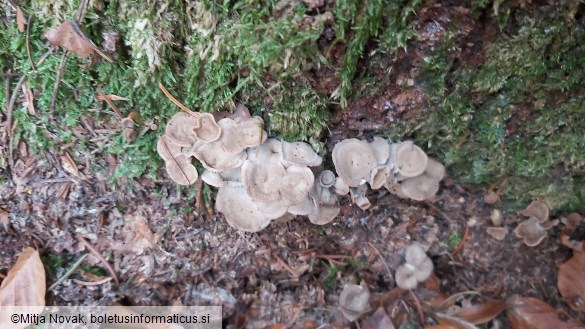 Cantharellus melanoxeros