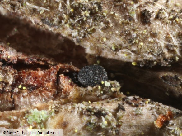 Vexillomyces atrovirens