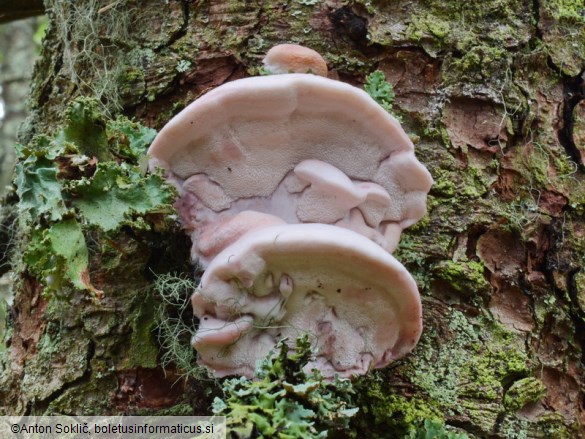 Leptoporus mollis