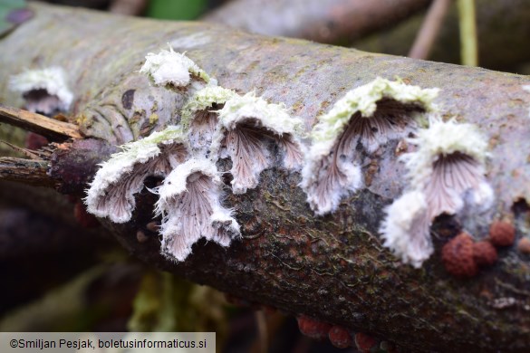 Schizophyllum commune