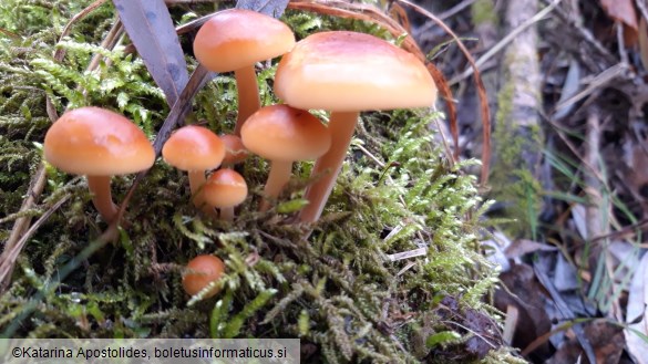 Flammulina velutipes