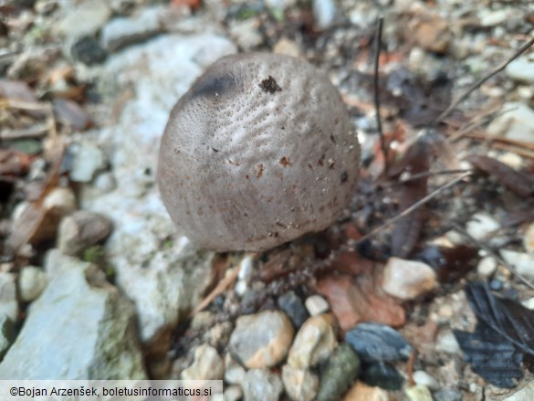 Coprinopsis atramentaria