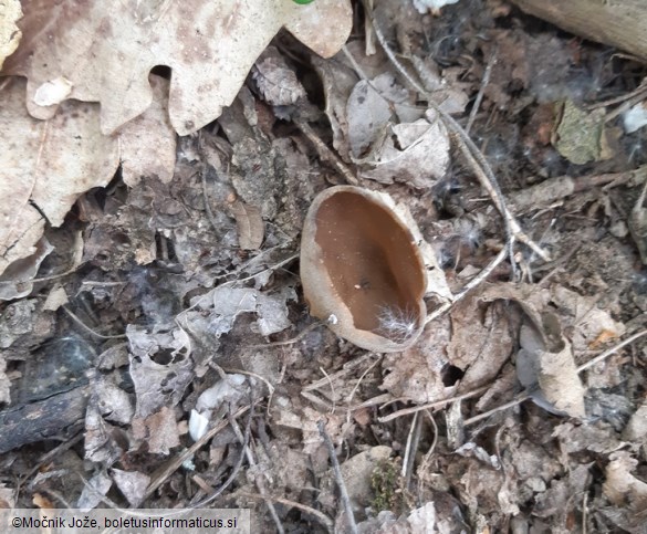 Helvella acetabulum