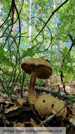 Pseudoboletus parasiticus