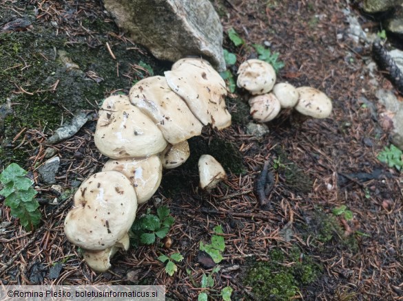 Suillus viscidus